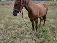 Jument, Chevaux — photo 5