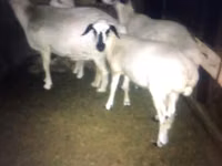 Kozy (partia, płeć nieokreślona), Kozy — zdjęcie 1