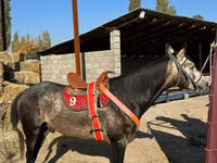 Айғыр, Arabian horse — 1-сурет