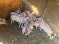 Eber, Schweine — Foto 2
