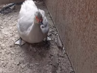 Ducks — foto 2