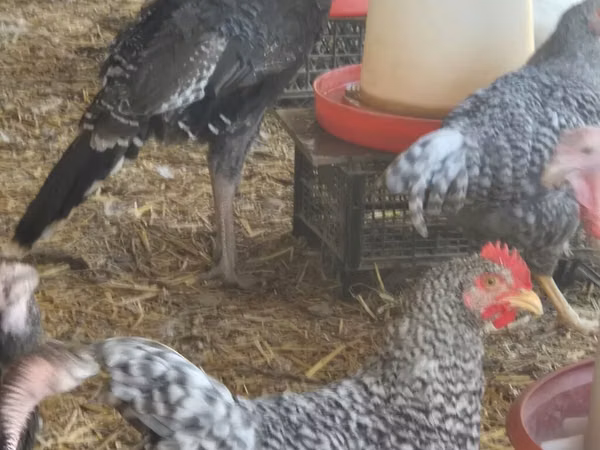 Turkeys