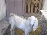 雄ヤギ, Beetal goats — 写真 6