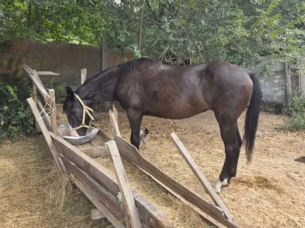 Jument, Chevaux