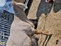 Owca, Edilbay sheep — zdjęcie 2