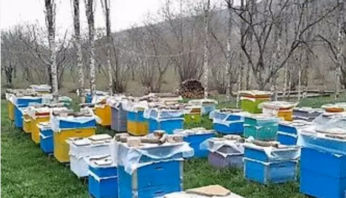 Arıçılıq üçün tam avadanlıq dəsti – çoxsaylı rəngli taxta arı