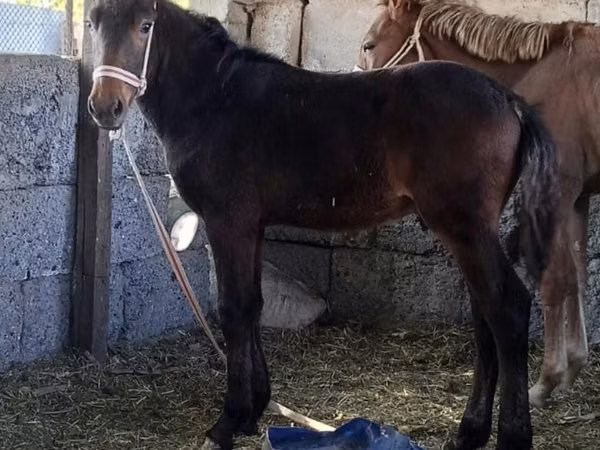 Cheval, Kazakh horse