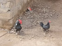 Chickens — புகைப்படம் 3