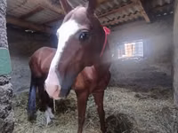 حصان, Akhal-Teke — الصورة 4