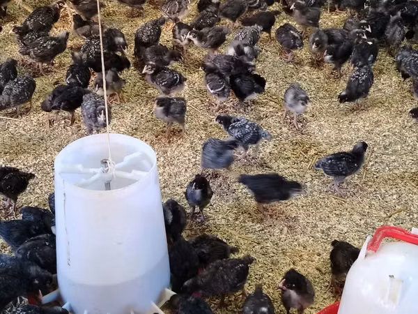 Chickens — Azerbaïdjan