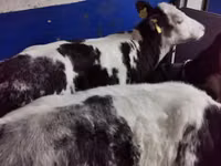 ثور, Simmental cattle — الصورة 3