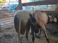 Baran, Lacaune sheep — zdjęcie 2