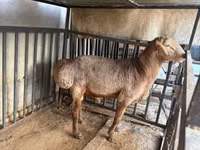 雄羊, Arashan sheep — 写真 1