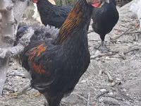 Chickens — Foto 1