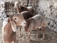 Bélier, Arashan sheep — photo 1