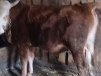Toro, Vaca kazaja de cabeza blanca — foto 4