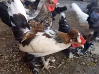 Bantam japonesa — foto 6