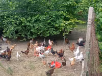 Chickens — foto 3