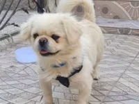 Tələsin endirimə düşdü Pekines it endirimə düşdü 90 manat damınla — Foto 1