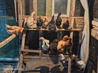 Chickens — الصورة 3