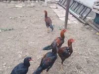 Chickens — photo 2