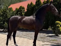Cheval, Dutch warmblood horse — photo 5