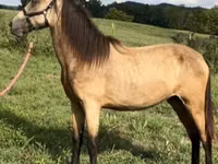 Klisna, Rocky Mountain Horse — foto 2