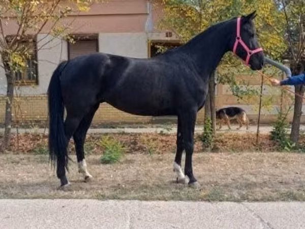 母马, Hungarian horse breed