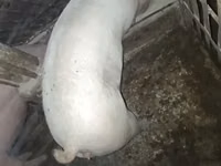 Sow, Pigs — photo 1