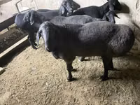 ஆண் ஆடு, Hissar sheep — புகைப்படம் 5