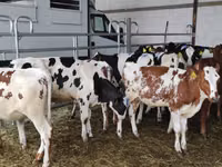 İnek, Holstein ırkı — foto 2