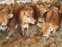 Vaca, Swiss cattle — foto 7