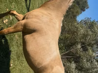 فرس, Quarter Horse — الصورة 4