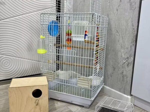 Qəfəs böyük ölçüdə Qefes Qefəs Qəfes Korella Kakadu Jako Kakapu