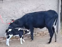 பசு, Russian Black pied cattle — புகைப்படம் 1