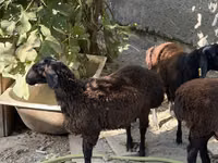 Qoç, Aland sheep — foto 1