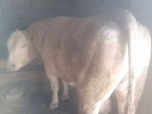 Toro, Raza Auliyeatin