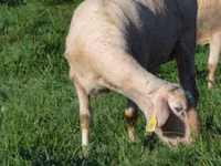 Owca, Lacaune sheep — zdjęcie 1