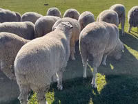 Beran, Australian merinos sheep — foto 1