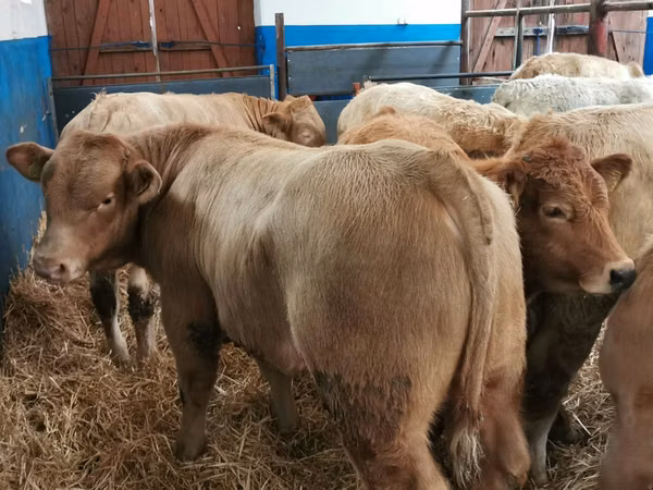 牛（ロット、性別未指定）, Simmental cattle