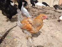Brahma — foto 3