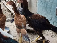 Chickens — foto 4
