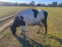 Vache, Simmental cattle — photo 4