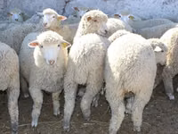 Bélier, Kuibyshev sheep — photo 2