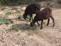Schafe (Partie, Geschlecht nicht angegeben), Schafe — Foto 4