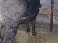 Cow, Alatau breed — photo 3