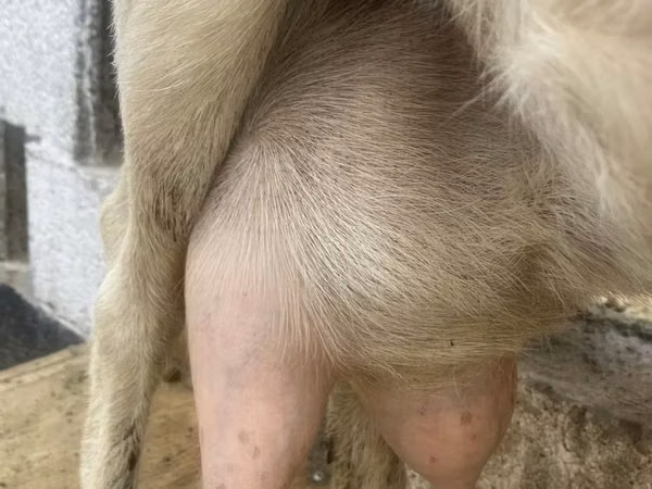 Dişi keçi, Saanen goat