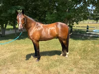 Cavalo, Cavalos — foto 3