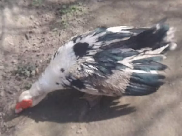 Ducks
