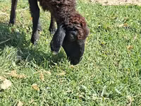 Moutons (lot, sexe non indiqué), Moutons — photo 4
